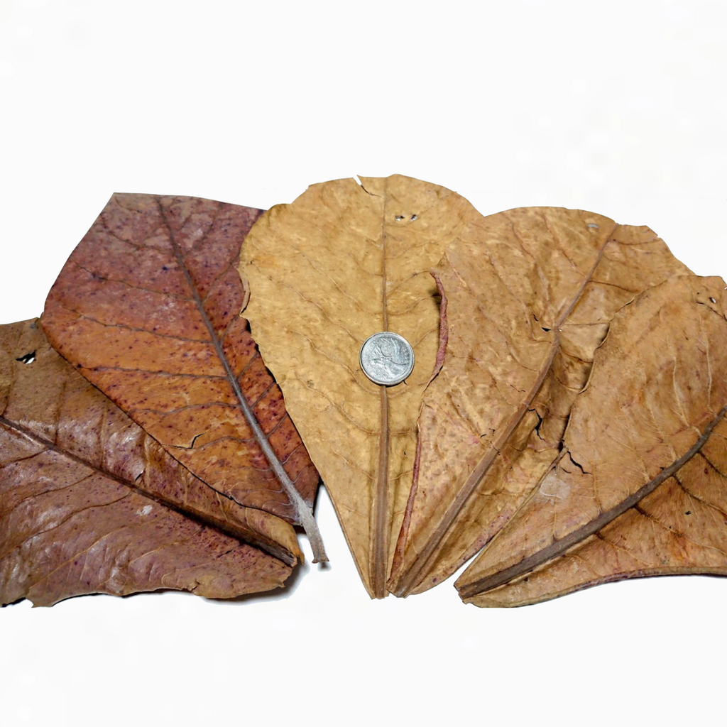 Dried Indian Almond Leaves (Catappa)