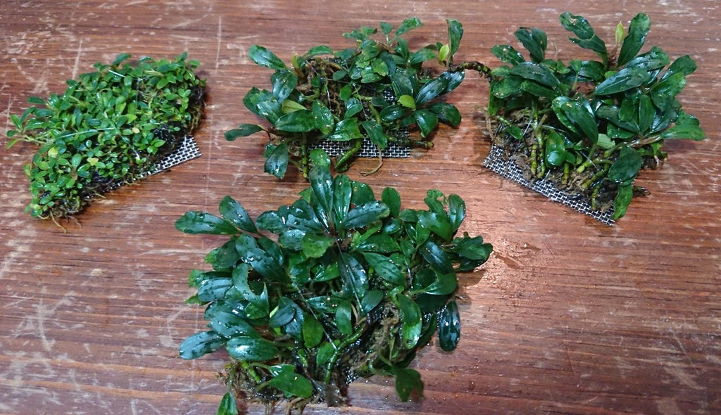 水草 Bucephalandra sp. Black herrykafa Bucephalandra sp. Black herrykafa 水草