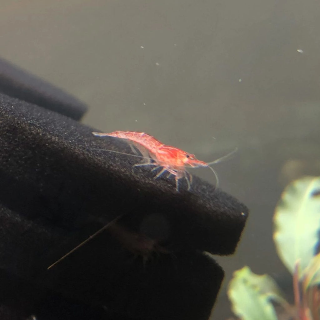 Sakura Red Cherry Shrimp