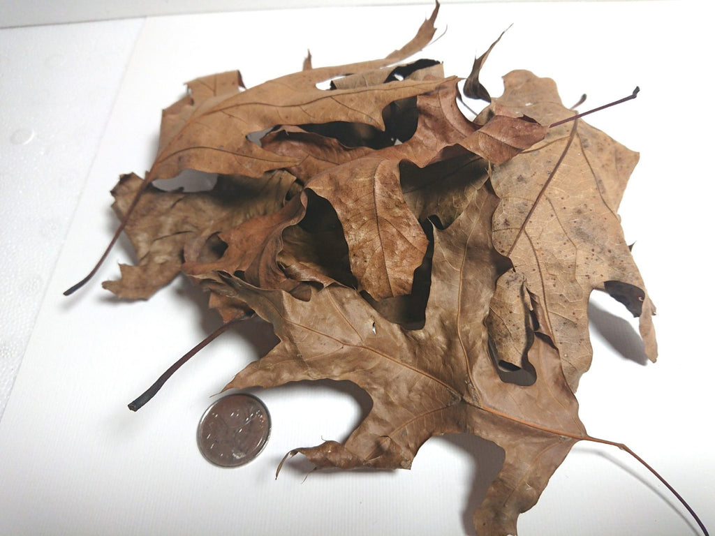 Dried Oak Leaves