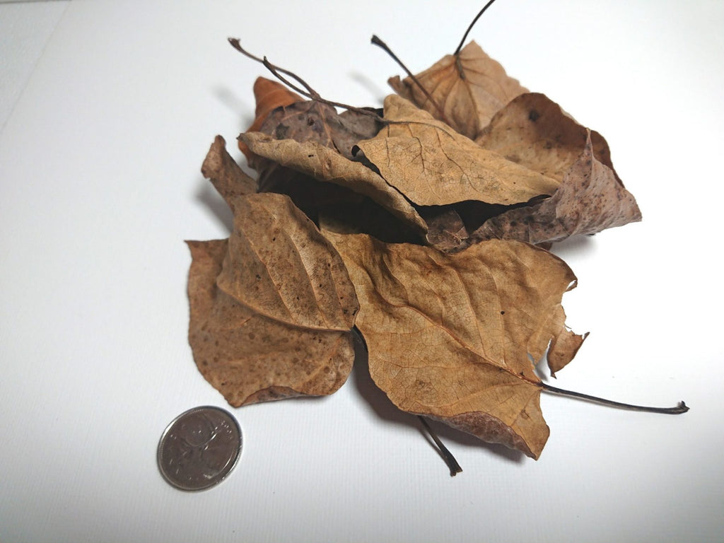 Dried Cottonwood Leaves