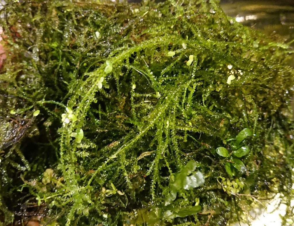 Mystery Moss (Trimmings)