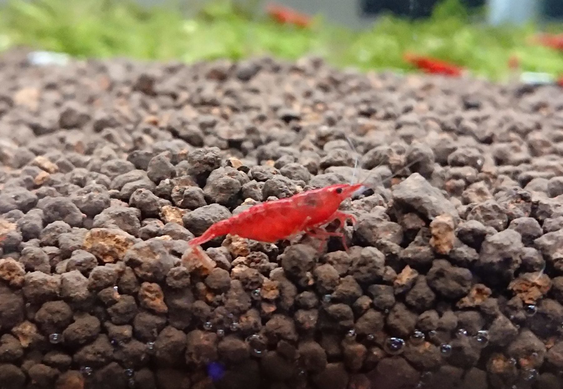 Painted Fire Red Cherry Shrimp – Tim's Shrimpery & Aquatics