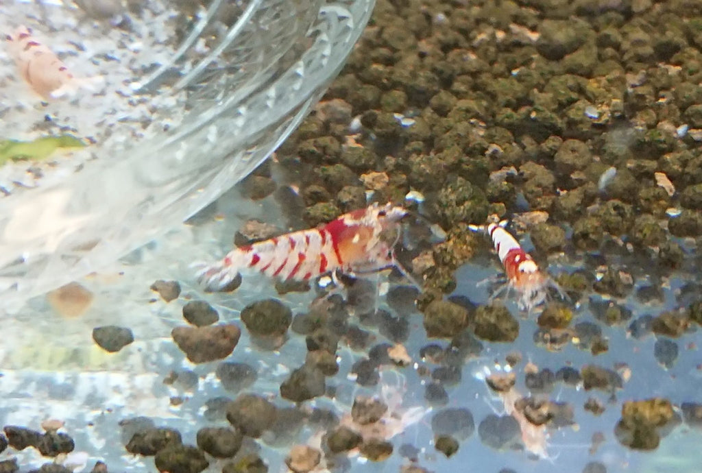 Fancy Red Tiger Shrimp