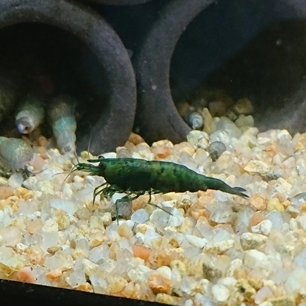 Green Jade Shrimp (High Grade)