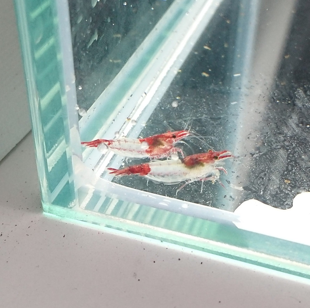 Red Rili Shrimp