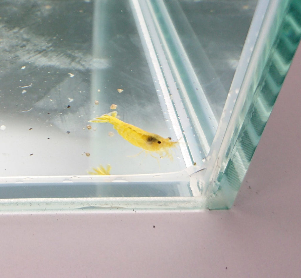 Gold Back Yellow Shrimp