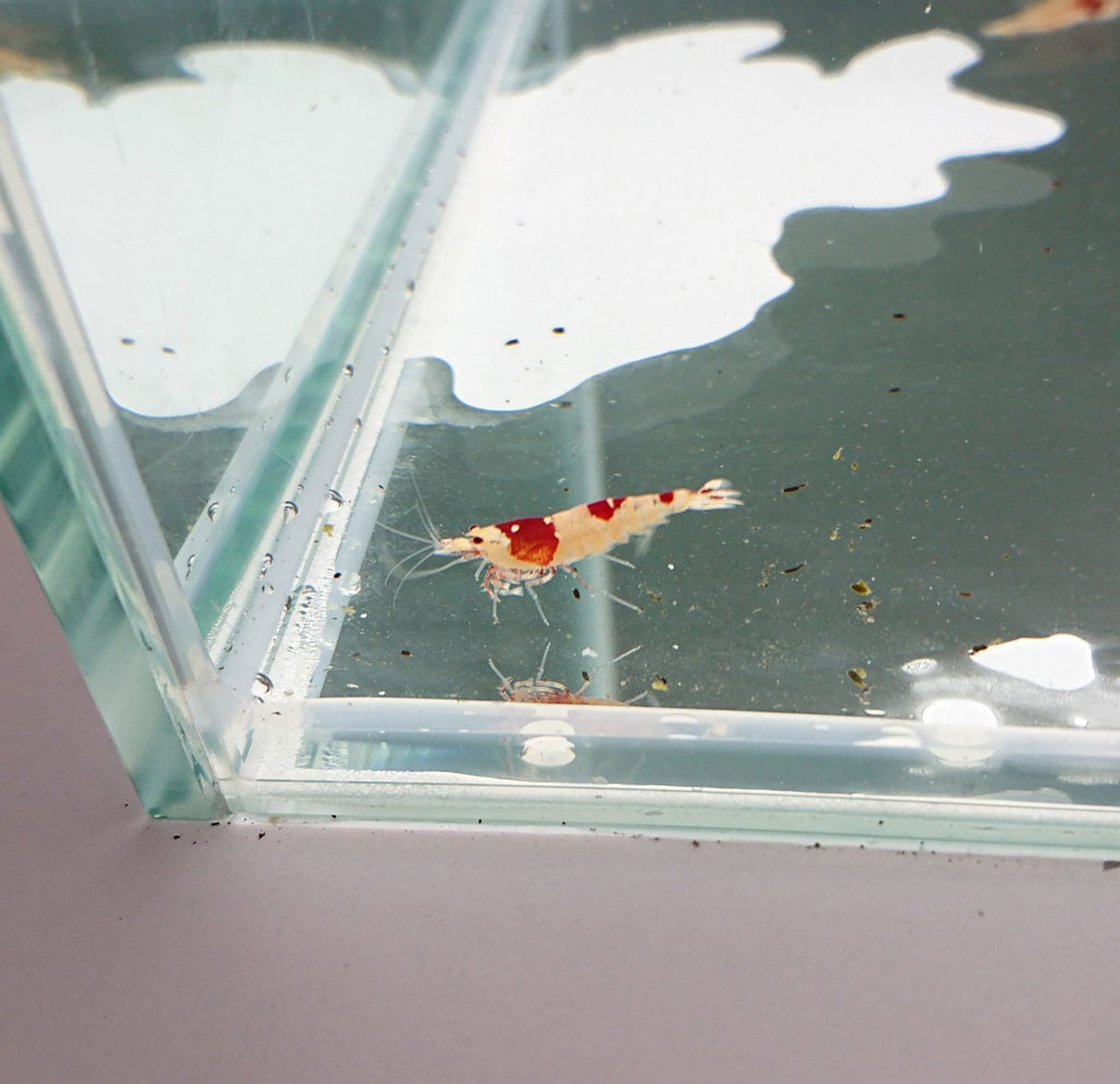 Crystal Red Shrimp (SS Grade)
