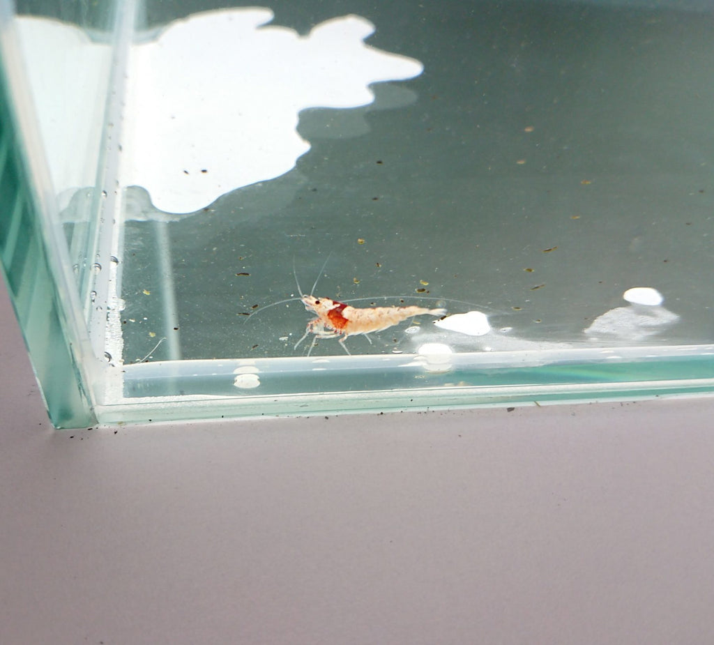 Crystal Red Shrimp (SSS Grade)
