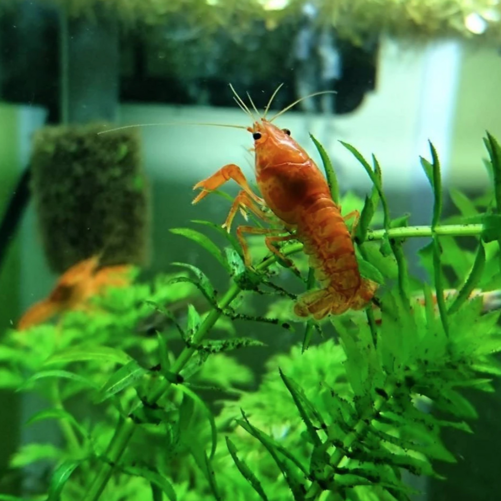 Dwarf Orange Crayfish (CPO)