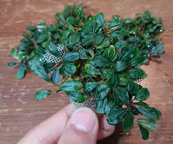 Bucephalandra – Tim's Shrimpery & Aquatics